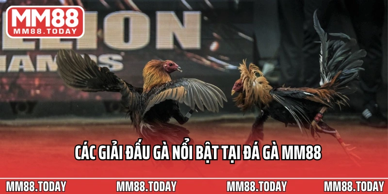 Các giải đấu gà nổi bật tại đá gà MM88