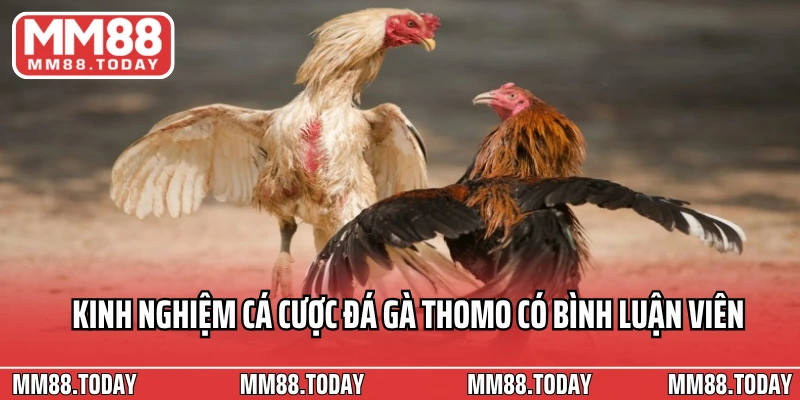Kinh nghiệm cá cược đá gà Thomo có bình luận viên